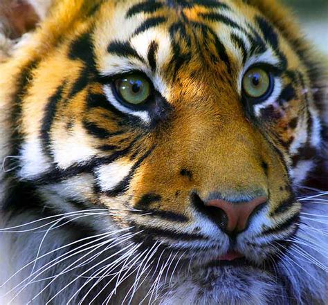 Rainforests have been around for millions of years and contain over half of all living things in the world. Indonesian rainforest: wildlife | Explore Greenpeace UK's ...