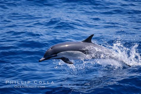 Common Dolphin Delphinus Delphis San Diego California 02407