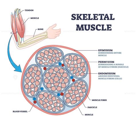 Skeletal Muscle Description With Cross Section Structure Outline