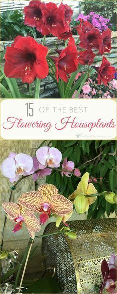 Who Doesnt Love Flowering Indoor Houseplants Heres A List Of 15 Of