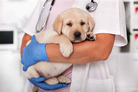 What Every Pet Owner Should Know About Parvo Virus Jefferson Animal