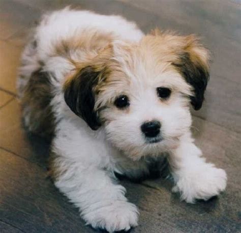 Small Dog Mixed Breeds That Dont Shed Puppies