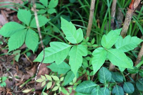 Plants That Look Like Poison Ivy Plant Ideas