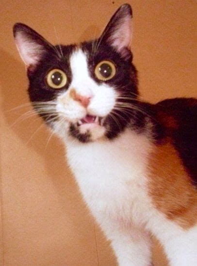 37 Best Scaredy Cats Images On Pinterest Kitty Cats Funny Animals