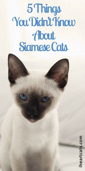 5 Things You Didnt Know About Siamese Cats Siamese Cats Facts