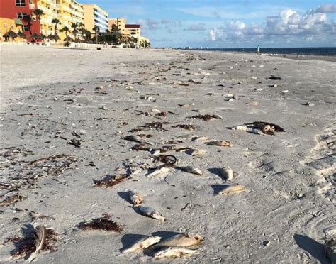 Experts Red Tide Was Among 5 Worst In Floridas History Wgcu News