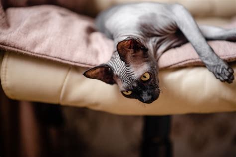 Premium Photo Grey Cat Sitting In An Armchair Canadian Sphynx Bold