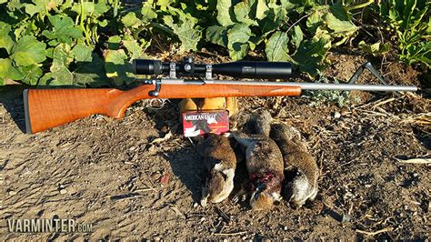 Ruger 77 17 17wsm Hunt Report Part One With Accuracy Update