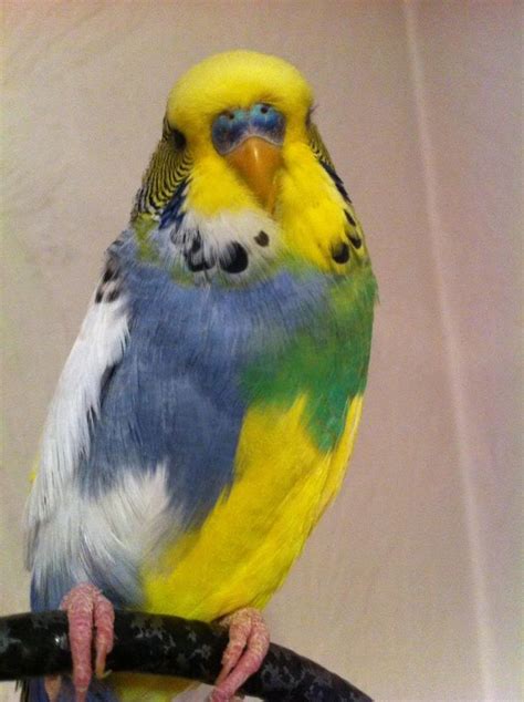 20 Best Rare Budgies Images On Pinterest Budgies Parakeets And Parrots