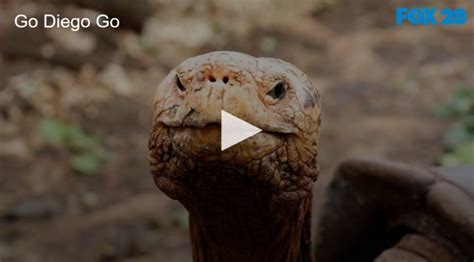 Go Diego Go 100 Yr Old Tortoise Saves Species Fox 28 Spokane