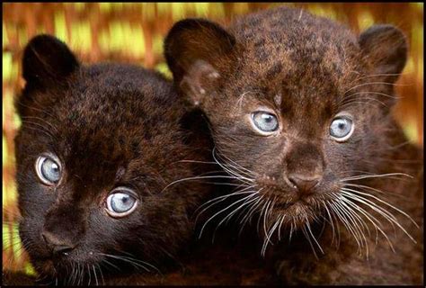 Black Panther Cubs Animals And Their Beauty Pinterest