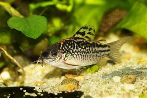 12 Best Aquarium Fish For Beginners In 2020 You Need To Know