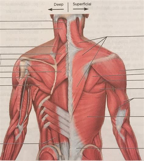 Back Of Arm Muscles Diagram Shoulder Anatomy Eorthopod Com The