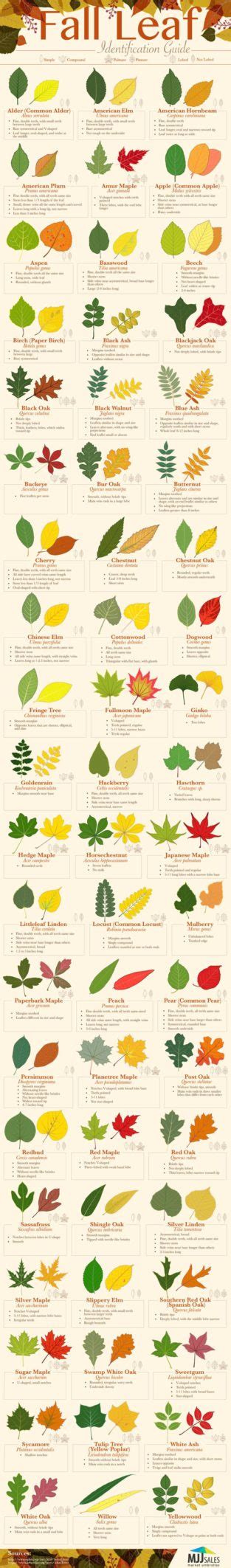 Data Chart Fall Leaf Identification Guide Infographic Infographic