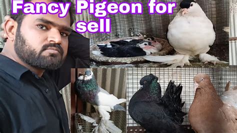 Fancy Pigeon Breeding Farm Fancy Kabootar Ki Video Pigeons For