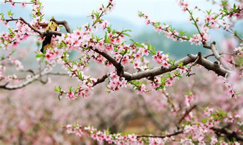 Peach Blossom Festival Draws Tourist Crowds China Org Cn