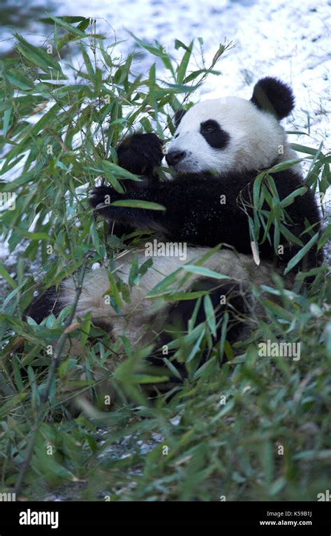 Giant Panda Ailuropoda Melanoleuca Feeding On Bamboo Wolong Research