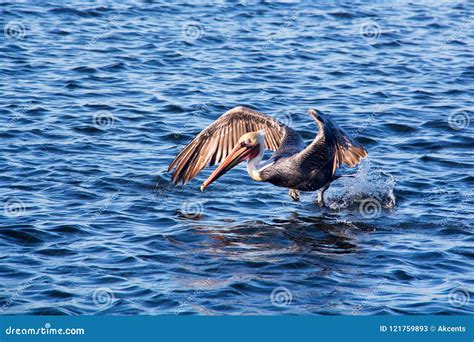 Pelicans Take Off Stock Photos Free And Royalty Free Stock Photos From