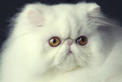 Largest cat show in the west. san diego cat fanciers : Biological Science Picture ...