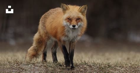 Red Fox Photo Free Animal Image On Unsplash