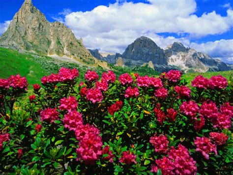 Mountain Flowers Pink Roses And Green Meadows With Grass Rocky