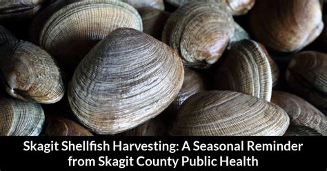 Skagit Shellfish Harvesting A Seasonal Reminder From Skagit County