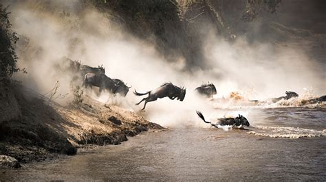 The Masai Mara Great Migration Best Time To See And What To Expect