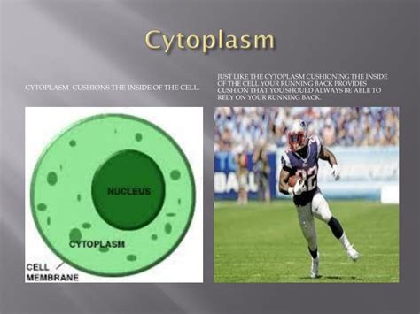 PPT - Cell Organelle: Analogy To A Football Team ...