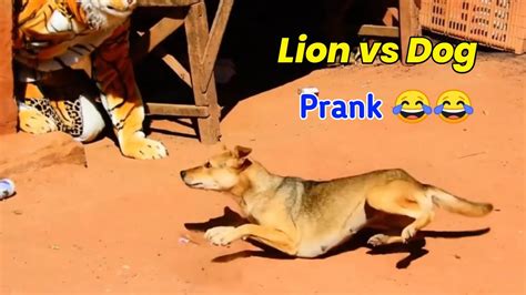 Funny 🤣 Prank Lion Vs Dog 🐕🐕 Part 2 Animals Funny 🤣 Prank Youtube