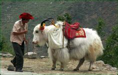 12 Yak Attack ideas | yak, animals, mammals