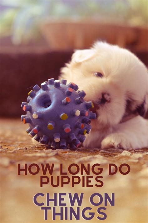 Use a dog backpack to carry the puppy on your back. How long do puppies chew on things | Puppies, Puppy ...