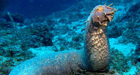 Rare Ocean Animals Marine Photographer Documents The Earths Most