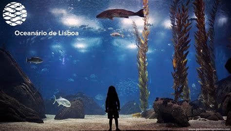 Oceanário De Lisboa Portuguese Shades Of Blue Aquarium Spanish