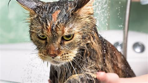 Cutest Cats Hate Bath Compilation 2020 Best Cute Cat