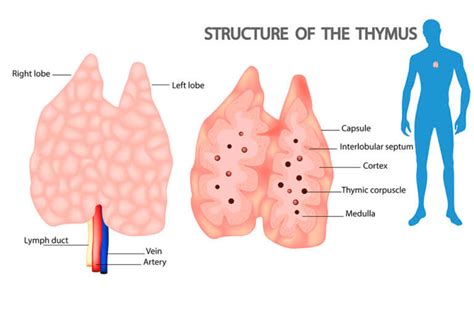 Rejuvenate Your Thymus Gland Dr Je Williams