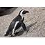 African Penguin  Life Of Sea