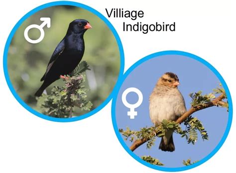 Village Indigobird Male And Female Learn The Birds