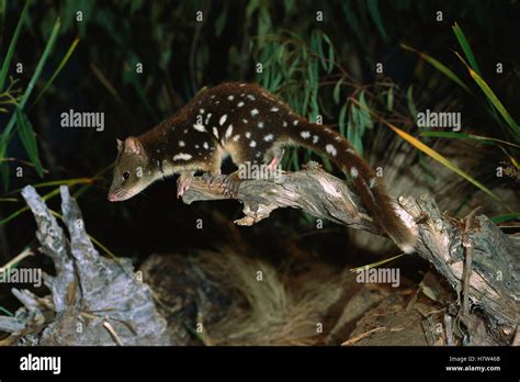 Spotted Tailed Quoll Dasyurus Maculatus About To Leap From Log