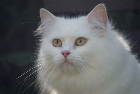 White Persian Cat Free Image Peakpx
