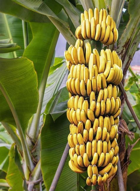 Banana Tree With A Bunch Of Ripe Bananas Stock Image Image Of