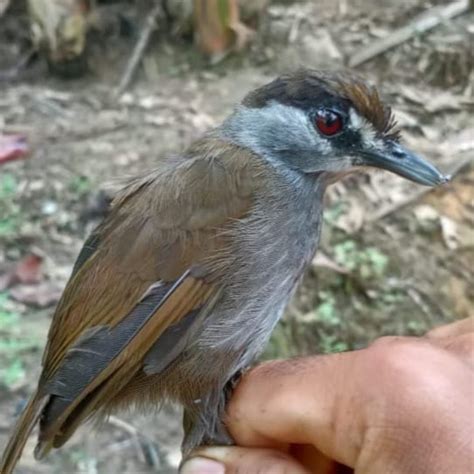 Mystery Bird Not Seen In 172 Years Makes Surprise Reappearance In