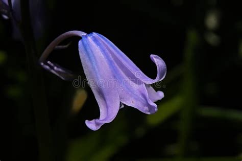Macro Of A Sunny Bluebell Flower On A Dark Background Stock Image
