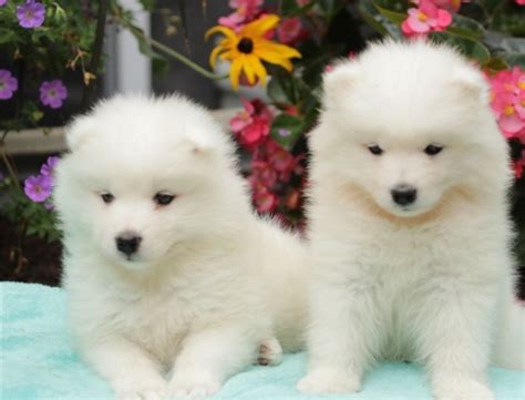 Get a boxer, husky, german shepherd, pug. SAMOYED PUPPIES ANCHORAGE For sale Anchorage Pets Dogs