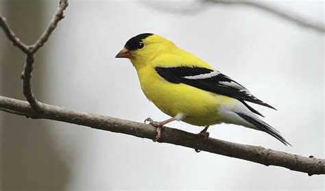 What Is The State Bird Of New Jersey Updated In 2024