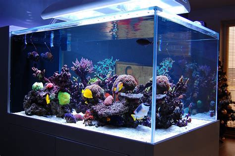 Best Tanks From Around The World Page 32 Reef Central Online