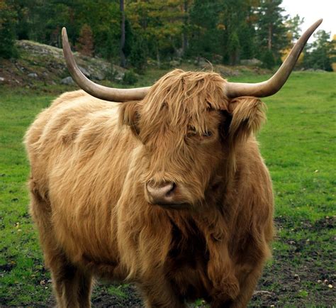 Highland Cattle A Vaca Peluda Da Escócia