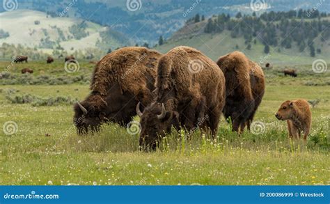 Closeup Of Grazing Bisons In The Yellowstone National Park In The Us