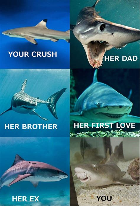 Shark Memes You Can Sink Your Teeth Into Funny Shark Pictures Shark Jokes Shark Week Funny
