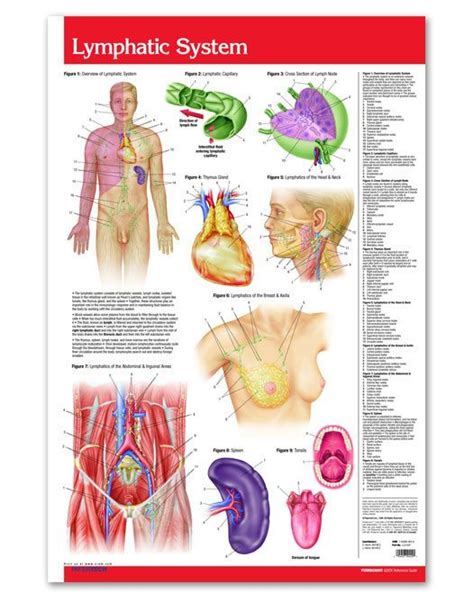 Lymphatic System Poster 24 X 36 Laminated Quick Reference Chart