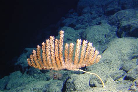 Discovery 7 New Species Of Bamboo Coral Near Hawaii Science 20